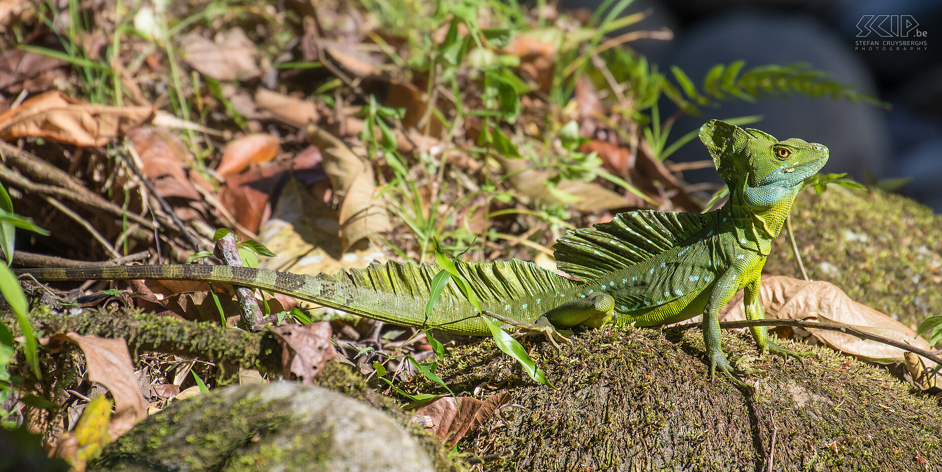 Selva Verde - Kroonbasilisk  Een prachtige kroonbasilisk (double-crested basilisk, plumed basilisk, green basilisk, basiliscus plumifrons) nabij de Río Sarapiqui. De kroonbasilisk is groen met lichtere flankstrepen of blauwe vlekken op de rug en rugkam. Stefan Cruysberghs